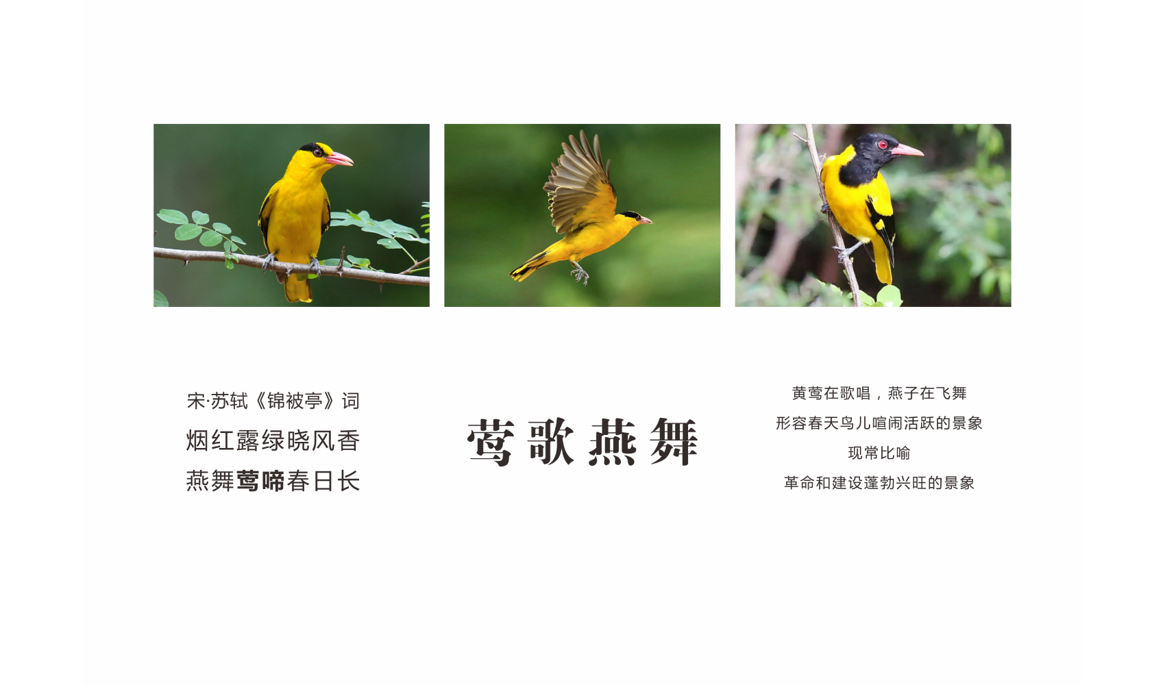 宋时明月品牌策划设计